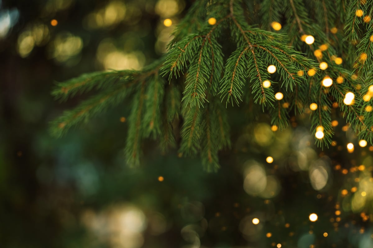 Closeup fir branch with warm Christmas lights